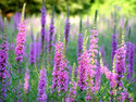 Go to SOAR Students - Controlling Purple Loosestrife