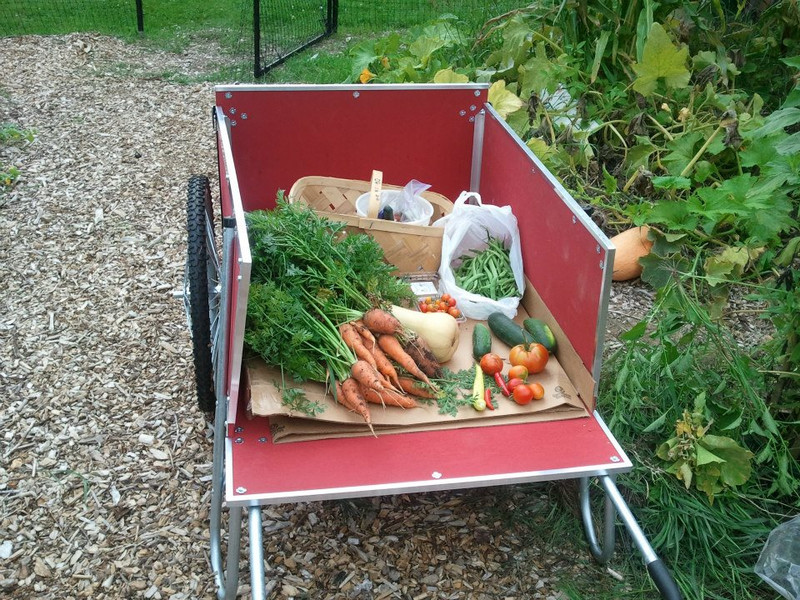 cart full of vegetables from garden