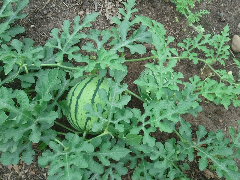 Watermelon growing in garden