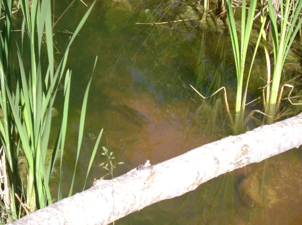 largemouth bass in a spawning bed